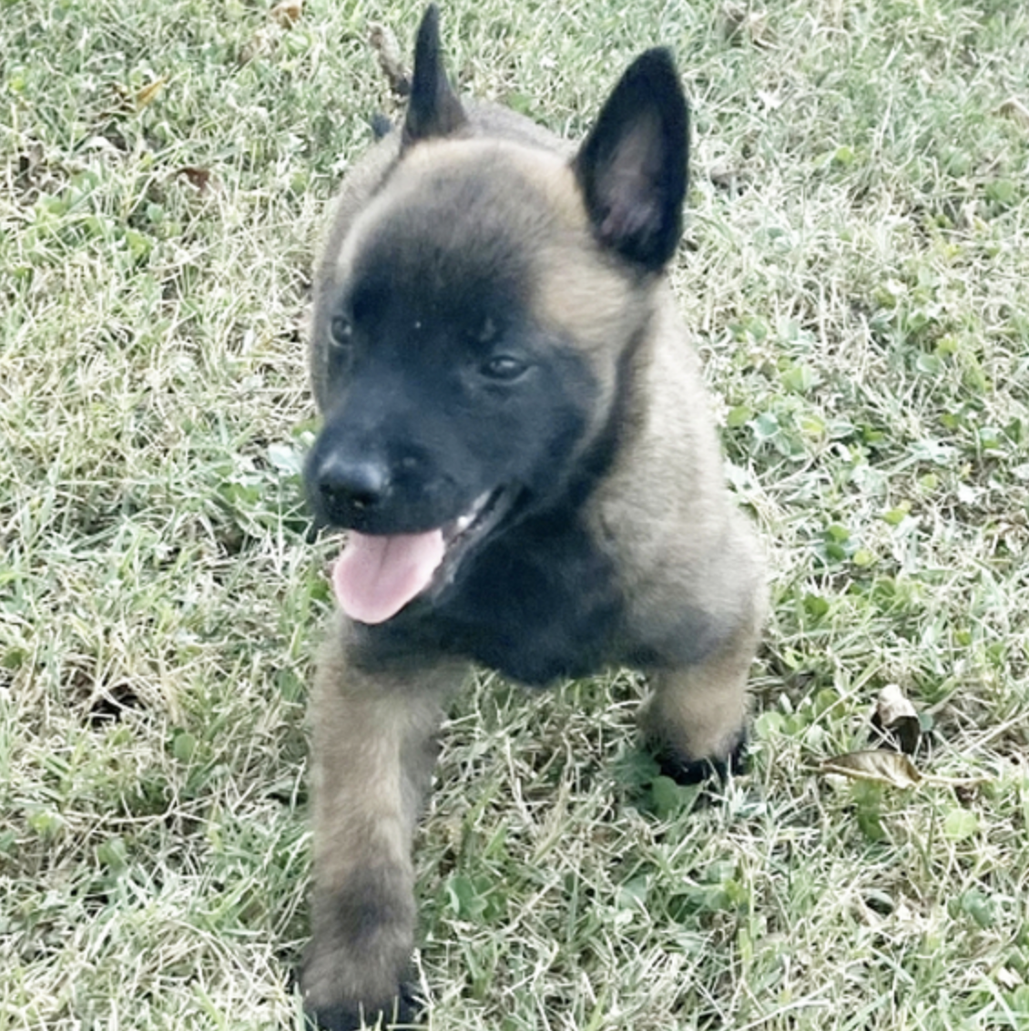 comprar cachorros sanos, baratos y asequibles para la venta
